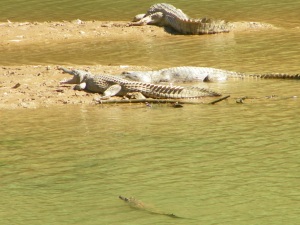 We heard kids yelling ahead ...  this was the moment, fresh water crocs 🐊left, 🐊right and 🐊centre.