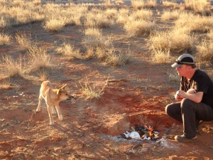 ... our first dingo visit