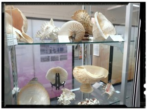 These incredible shells in Normantin's Info Centre were collected by a local lady and donated on the understanding her shell's will remain together.