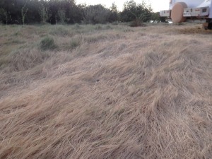 Chubakers field